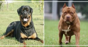 Pit Bull and Rottweiler