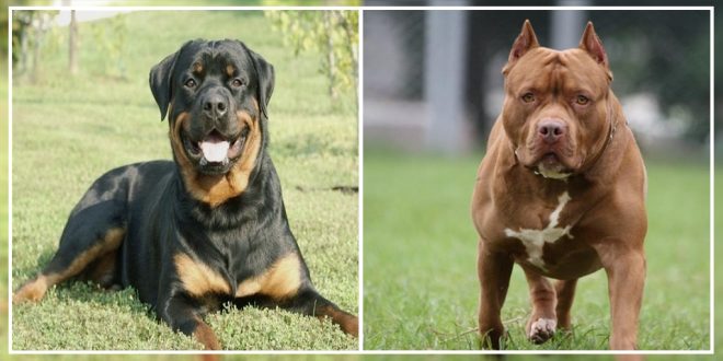 Pit Bull and Rottweiler