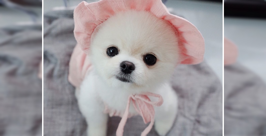 A Pomeranian Puppy Costs In India 