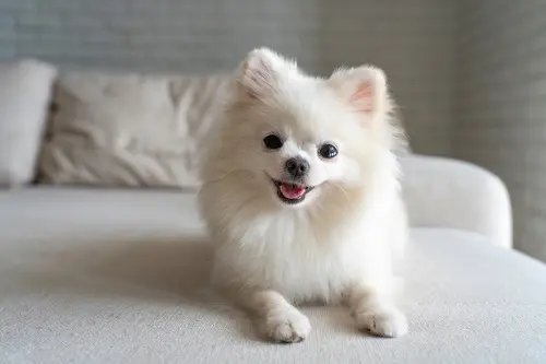 How Much A Pomeranian Puppy Costs In India? | DogExpress