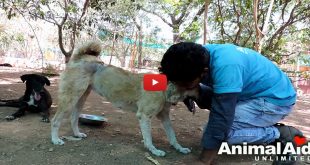 Animal aid unlimited rescue a dog