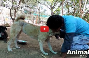 Animal aid unlimited rescue a dog
