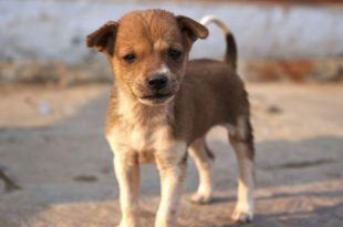 Stray Dog Population In India