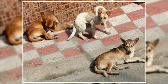 Nagpur Municipal Corporation Plans To Invite National NGOs To Sterilize  Stray Dogs | DogExpress