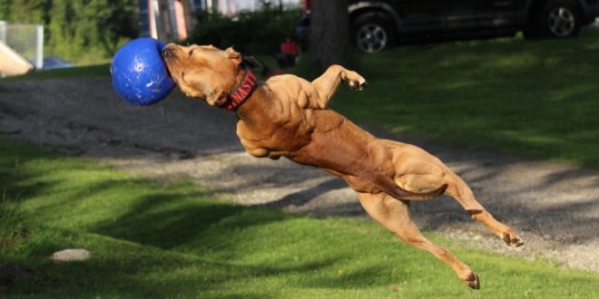 Top 3 Muscle Building Exercises For Dogs
