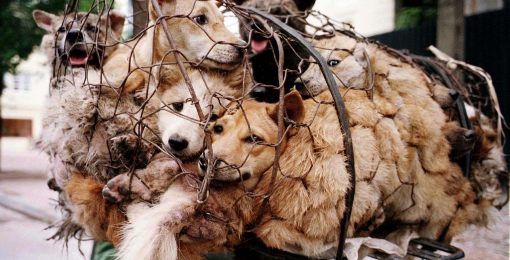Yulin festival