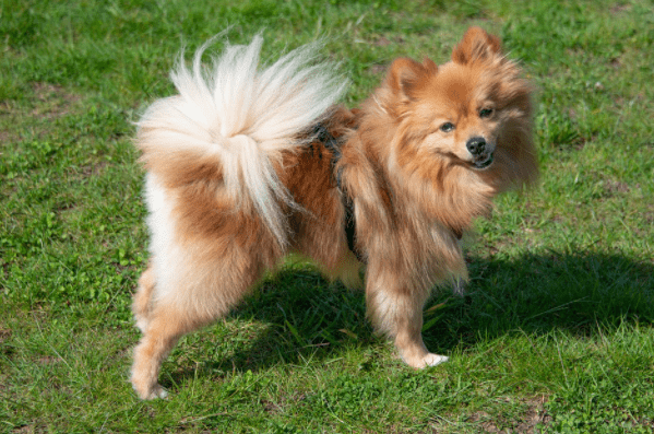 how much should it cost to care for a pomeranian