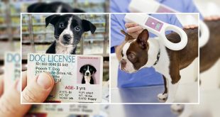 pet dog license_1