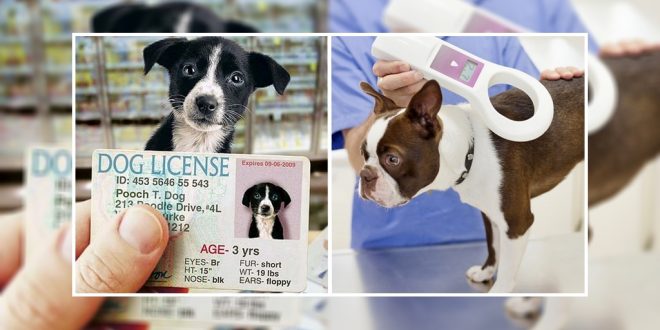 pet dog license_1