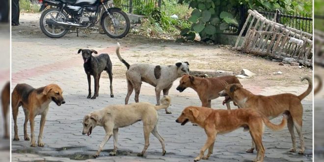 stray dogs in Chandigarh jpg