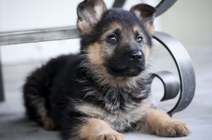 7 Facts About German Shepherd Dog