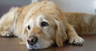 Bacterial Infection In Dogs