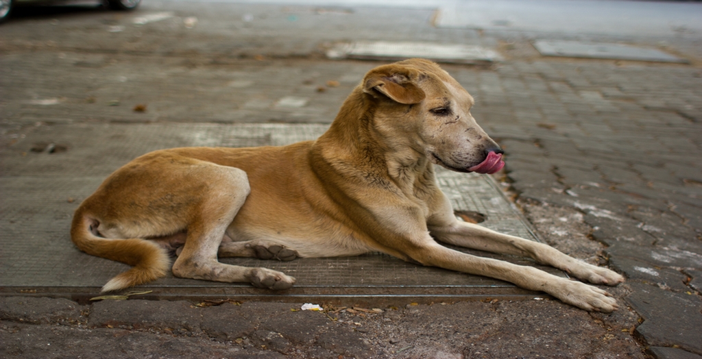 Dog Sterilization