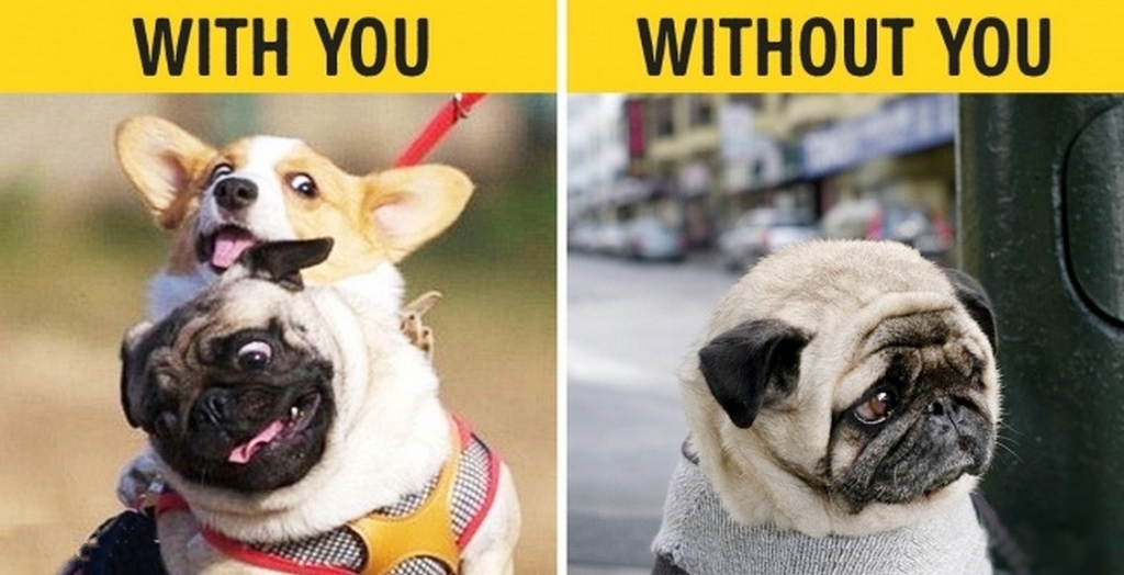 Dogs With Funny Facial Expressions | DogExpress