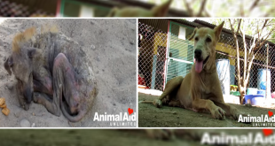 Dying street dog in India