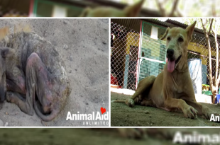 Dying street dog in India