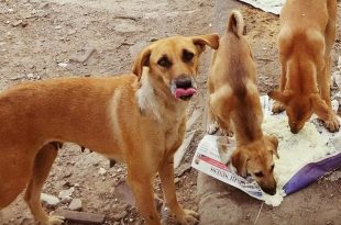 Feed Stray Dogs But Ensure They Don’t Trouble Other People