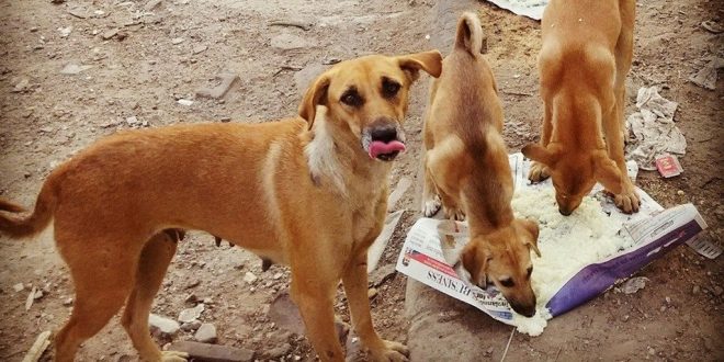 Feed Stray Dogs But Ensure They Don’t Trouble Other People