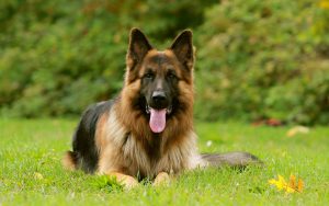 German-Shepherd dog