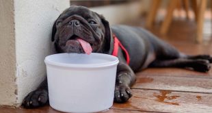 Heat stroke for dogs