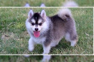How to Train A Pomsky Puppy Perfectly