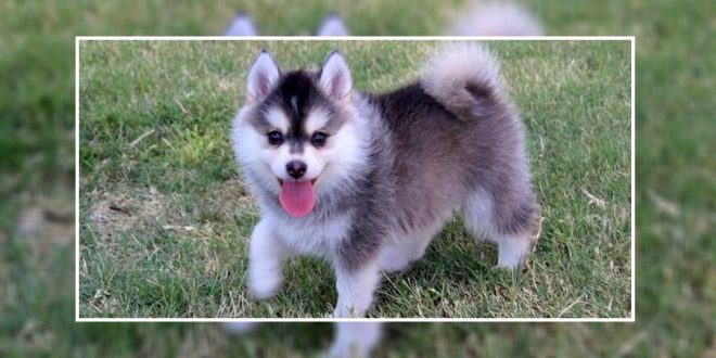 what should i feed my pomsky puppy