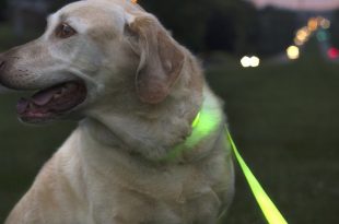 Neon dog collar