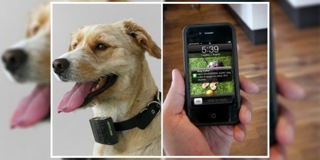 We Could Talk To Dogs In Future With Pet Translator Devices | DogExpress