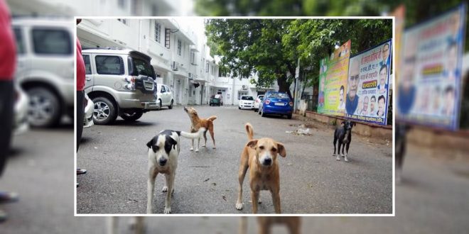 President Ram Nath Kovind Is A Dog Lover