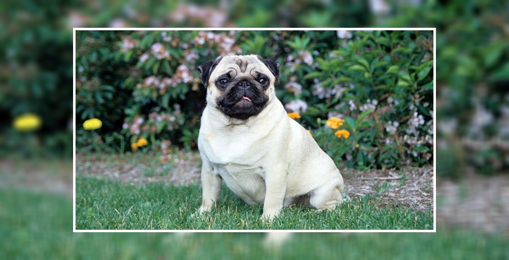 Snatched pug