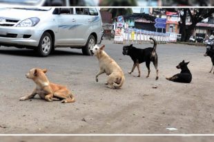 Stray dog menace in Chandigarh