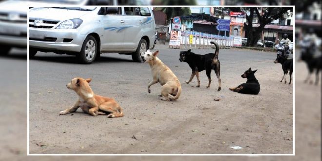 Stray dog menace in Chandigarh