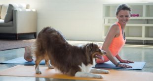 Yoga with your Dog