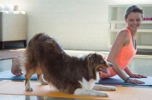 Yoga with your Dog