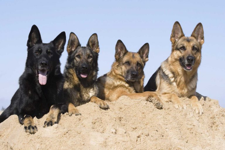 Seven Helpful Tips for Increasing the Lifespan of an Alsatian Dog