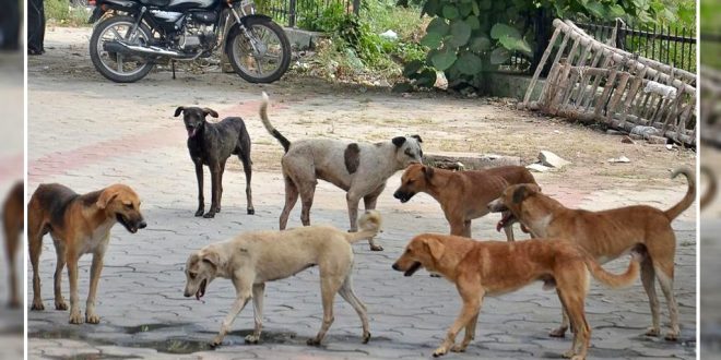 seven stray dogs