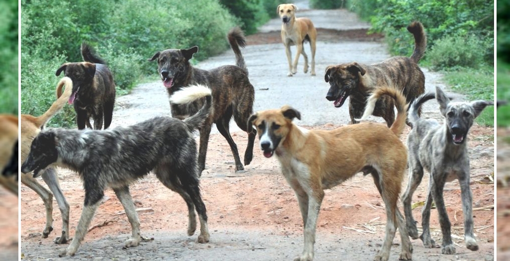 stray dog menace
