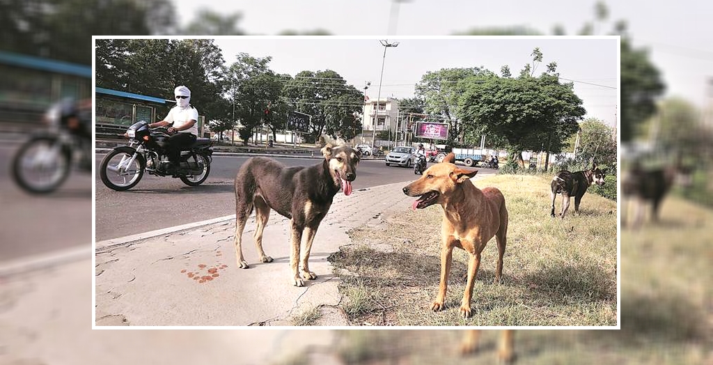 stray dogs