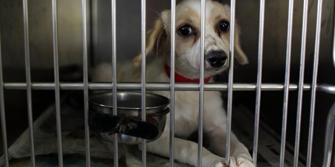 200 Abandoned Puerto Rico Dogs