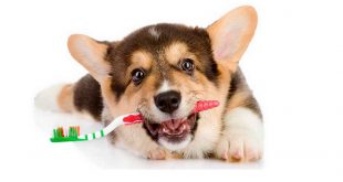 3 Common Dog Mouth Diseases