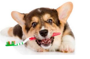 3 Common Dog Mouth Diseases
