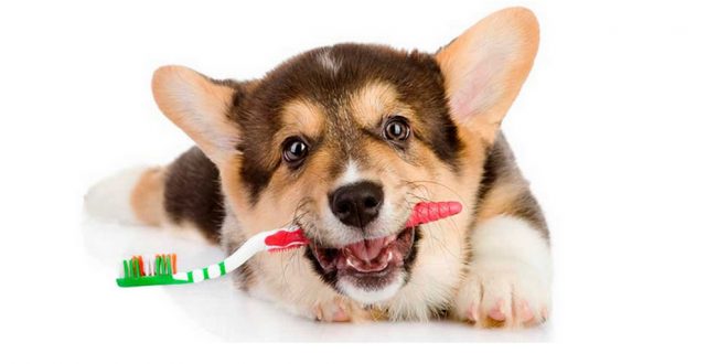 3 Common Dog Mouth Diseases