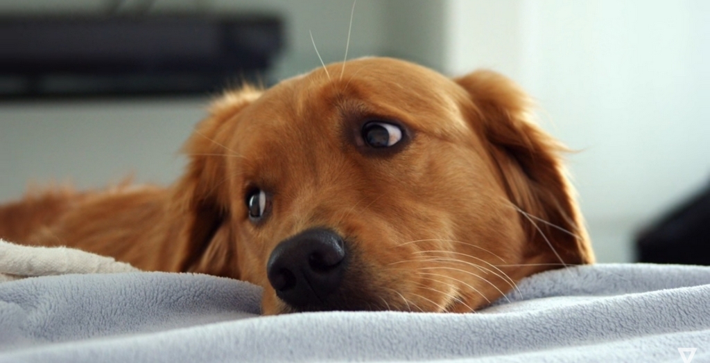 A Shelter Dog
