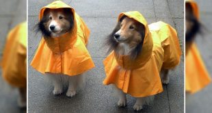 Common Diseases In Dogs During Rainy Season