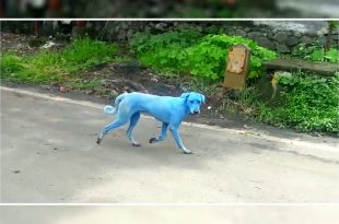 Dogs Turn Blue