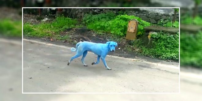 Dogs Turn Blue