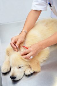 Flea-Tick-Prevention-for-Your-Pets