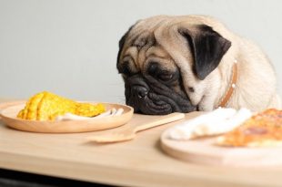 How to choose the best dog food for Pugs