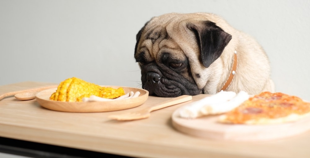 How to choose the best dog food for Pugs