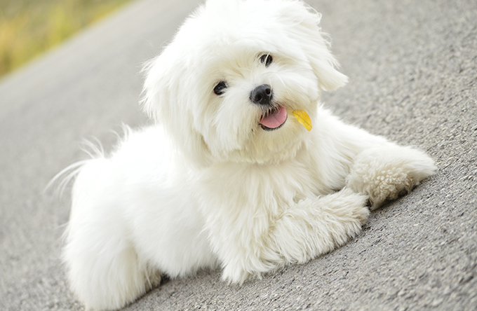 Cute Maltese puppy
